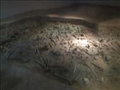The mass grave with stacked skeletons - 10,000 estimated - sobering: by zioned, Views[454]