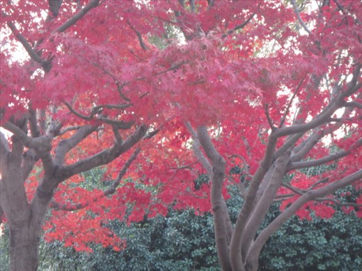 Some natural Christmas colors in Shanghai