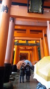 Inari Temple - a thousand gates...or so: by zioned, Views[350]