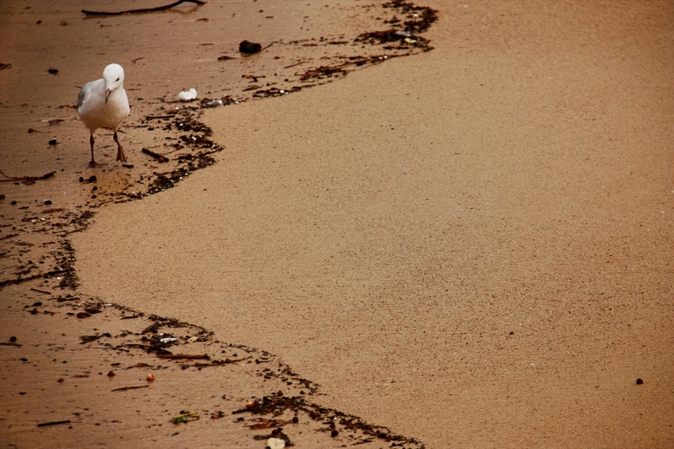 A Silver Gull fruitlessly paces the shoreline in search of something edible, finding nothing but cigarette butts, weathered segments of Styrofoam packaging and whatever other plastic and processed remnants of garbage are flushed out of the storm water drains into the sea. Each piece of which it first tastes before determining, hopefully, that it will not be able to and should not attempt to digest. I fear greatly for those organisms who are unable to differentiate between what should and should not be eaten, or those whose hunger has precedence over their decision making.