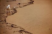 A Silver Gull fruitlessly paces the shoreline in search of something edible, finding nothing but cigarette butts, weathered segments of Styrofoam packaging and whatever other plastic and processed remnants of garbage are flushed out of the storm water drains into the sea. Each piece of which it first tastes before determining, hopefully, that it will not be able to and should not attempt to digest. I fear greatly for those organisms who are unable to differentiate between what should and should not be eaten, or those whose hunger has precedence over their decision making.: by zoeaarcher, Views[1003]