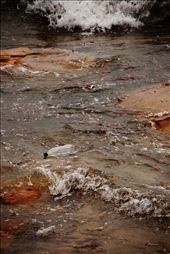 As I gaze out along the entire surface of the sea where the waves crash in on the shore, countless plastic bottles, cans and other trash create a black sludge-like body of debris that churns and toils in the chaos caused by a large storm. : by zoeaarcher, Views[893]