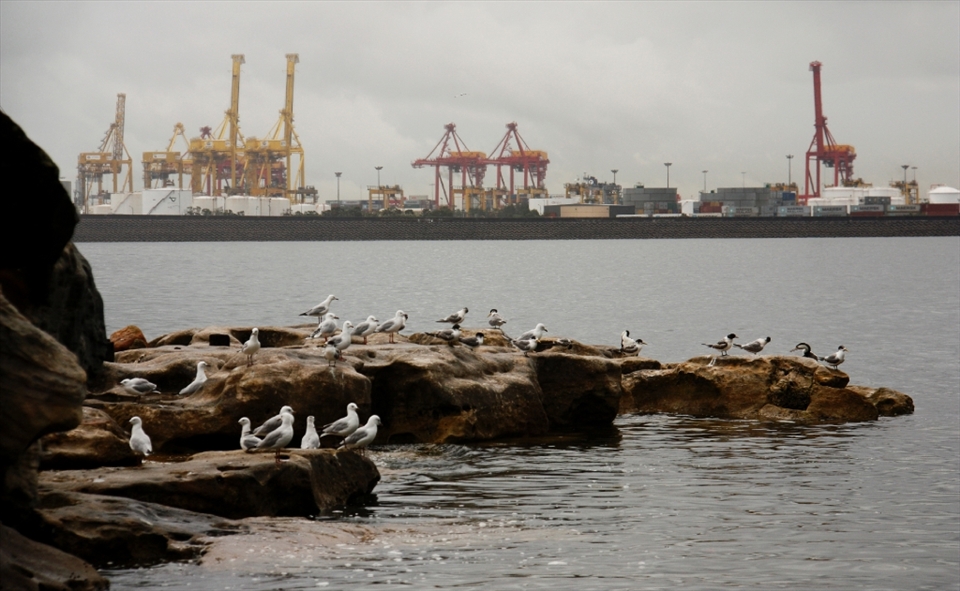 The Kurnell Oil Refinery provides a backdrop against La Perouse, a popular family beach which also harbours local native bird species such as gulls, herons and pelicans of whose typical diet derives from the sea. Not only does the refinery release a range of pollutants into the air including Sulphur Dioxide, but it also releases waste to ocean drains in the surrounding waters. In heavy rain, oily substances can be seen flowing into Botany Bay, creating a temporary ‘slick’ on the surface.