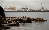 The Kurnell Oil Refinery provides a backdrop against La Perouse, a popular family beach which also harbours local native bird species such as gulls, herons and pelicans of whose typical diet derives from the sea. Not only does the refinery release a range of pollutants into the air including Sulphur Dioxide, but it also releases waste to ocean drains in the surrounding waters. In heavy rain, oily substances can be seen flowing into Botany Bay, creating a temporary ‘slick’ on the surface.: by zoeaarcher, Views[1778]
