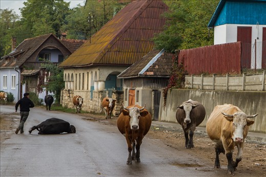 Slippery road tricked one of the bulls on the way home, late afternoon. In most villages in Transylvania, the cows and bulls are returning home alone, knowing their way. As I was standing in front of the local pub with some local men, talking, I heard the sound of the cowbell from the distance. When I saw them approaching, one of the men from the pub started frantically running towards the animals, so I grabbed my camera, expecting something to happen. One of the bulls got frightened and slipped on the wet road, creating this funny scene, naming the guy as the 