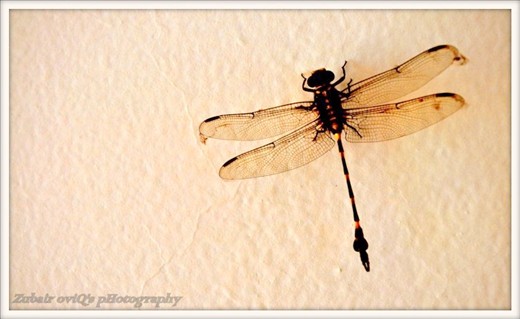 Butterfly who cant Fly ....(zoviq@yahoo.com)