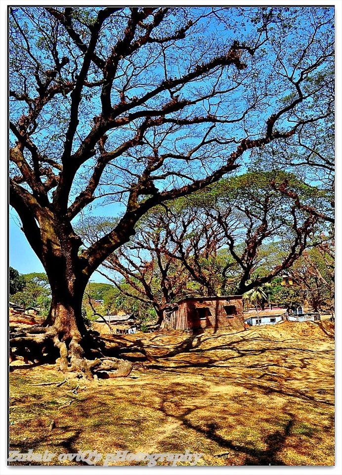 Shadow of Trees...(zoviq@yahoo.com)