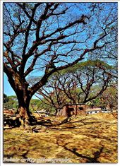 Shadow of Trees...(zoviq@yahoo.com): by zubair112, Views[492]