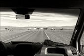 Horses leaded by a gaucho cross a road in Patagonia, Argentina.: by zulufriend, Views[305]