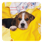 Beagle Live Wallpaper for PC