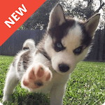 Dog Wallpaper for PC