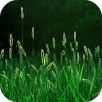Grass Live Wallpaper for PC