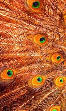 Peacock Feathers Live Wallpaper for PC screenshot 2