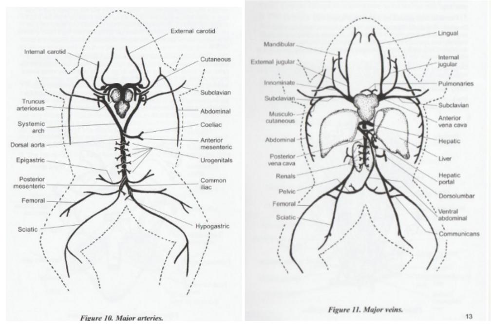 Lab 15 - continued Vertebrates (Part 5 of 5) - Kathy Egbert | Library