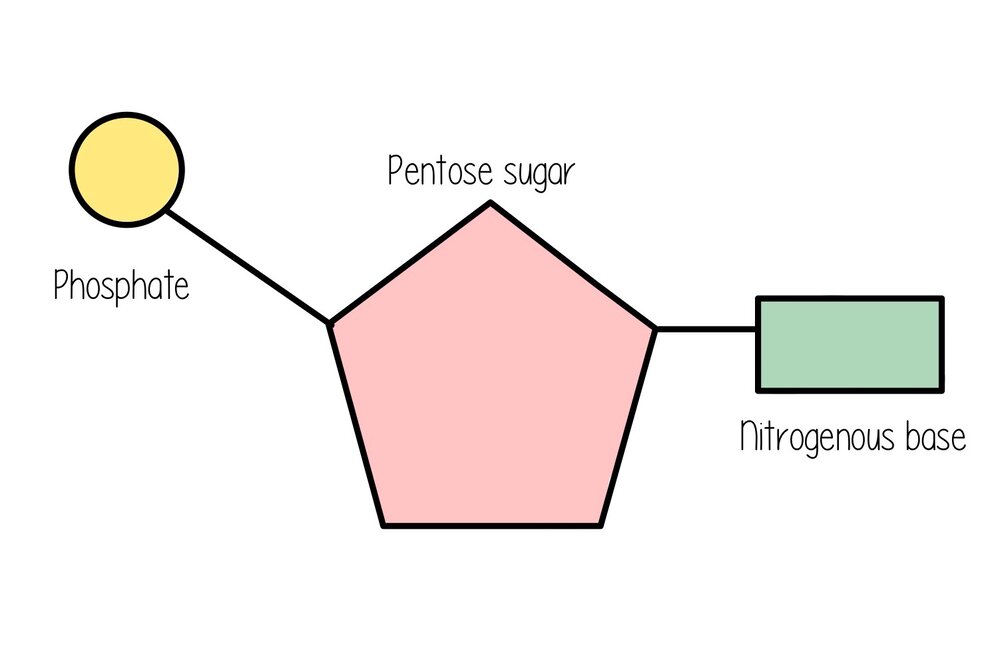 Nucleic Acid Worksheet Alicia Barrett Library Formative