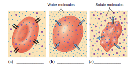 Biology Unit 1 Review - Hayward Johnson |Library |Formative