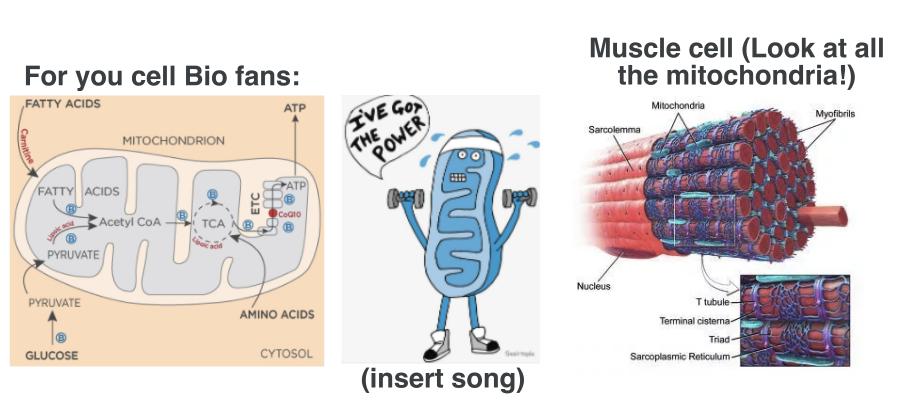 09.30.20 (Sync + Async) - Muscle Tissues + Structure, SFM Intro