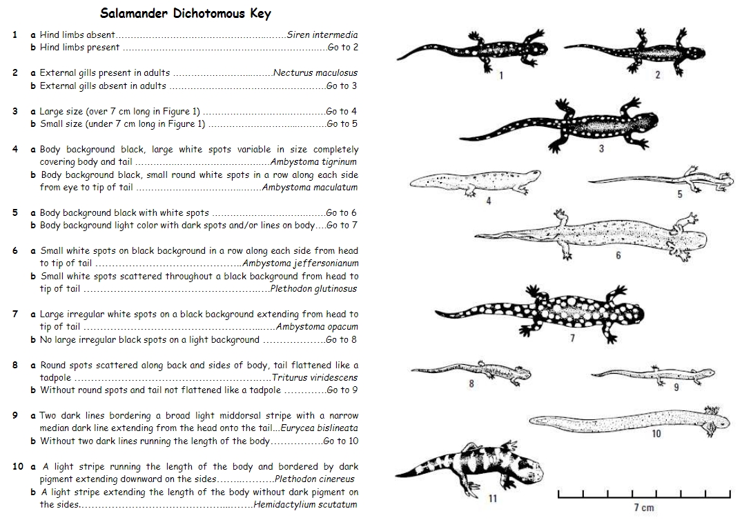 Dichotomous Keys Class Practice Teri Lynn Basinger Library Formative