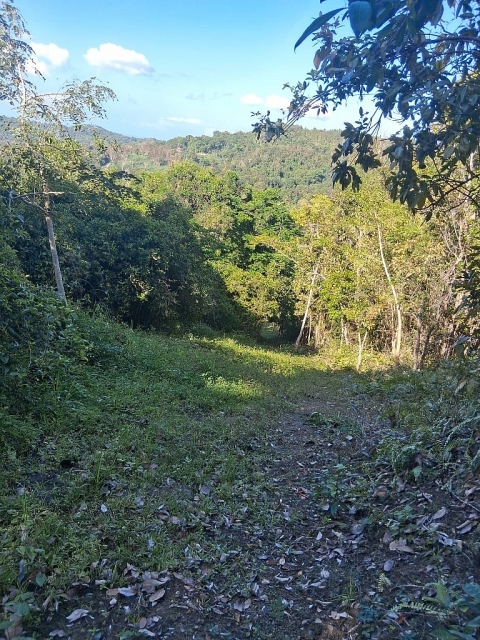 Finca Bo. Cacao, Carolina — imagen 4