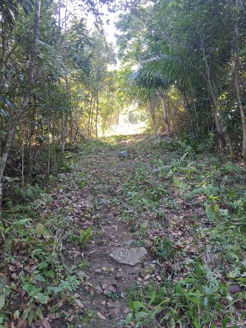 Finca Bo. Cacao, Carolina — imagen 5