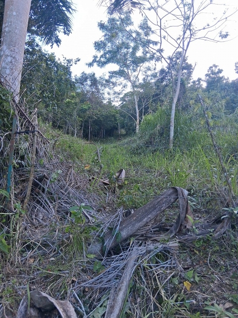 Finca Bo. Cacao, Carolina — imagen 6