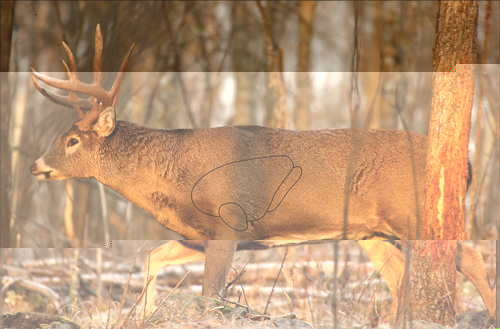 B/C TARGET EZE-SCORER 23X35 WHITETAIL DEER 2 TARGETS