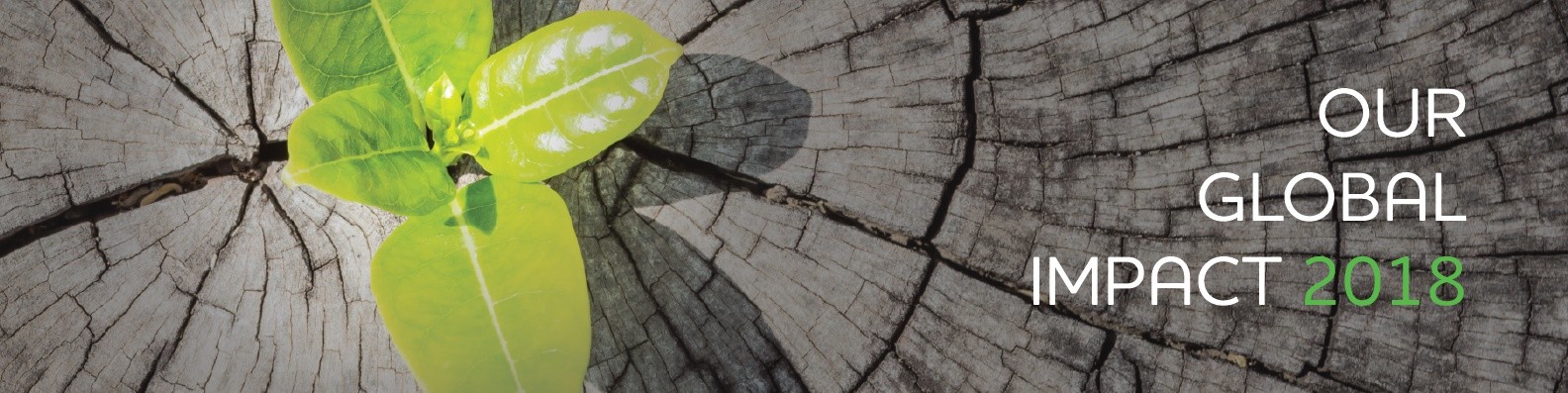 Palladium International Ltd