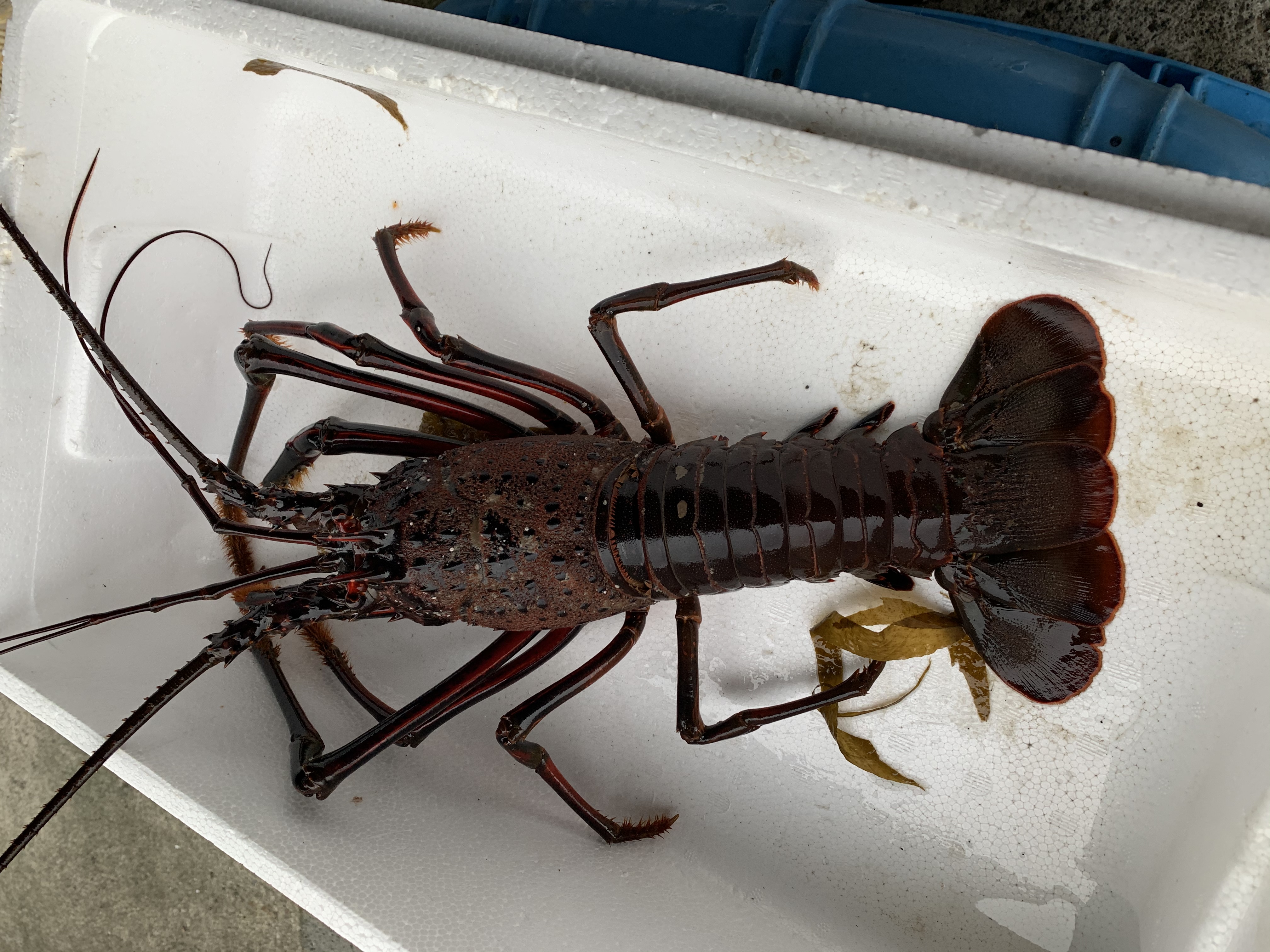 神奈川県小田原産 特大伊勢海老 魚の直売所 Uonted ウオンテッド