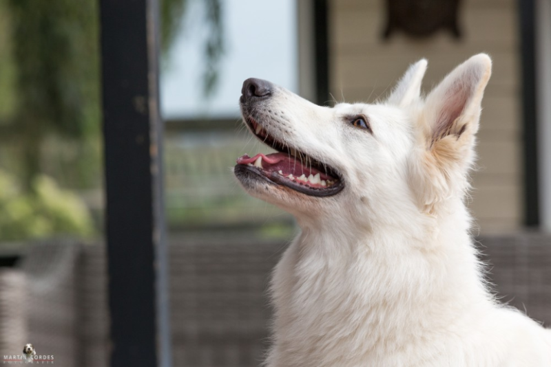 Zwitserse Witte Herder