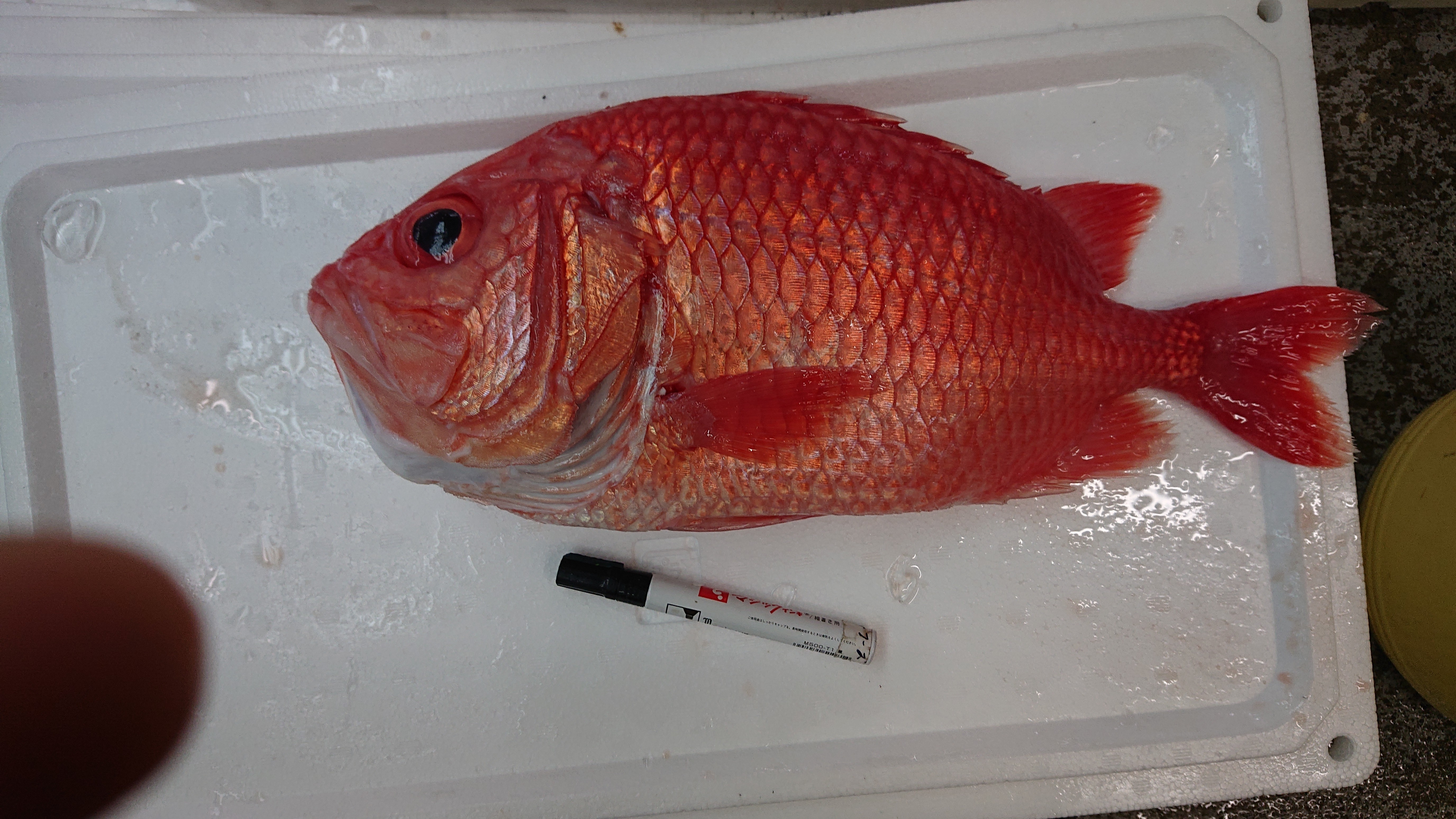 ビックリ2キロアップの近海物エビスダイ 魚の直売所 Uonted ウオンテッド