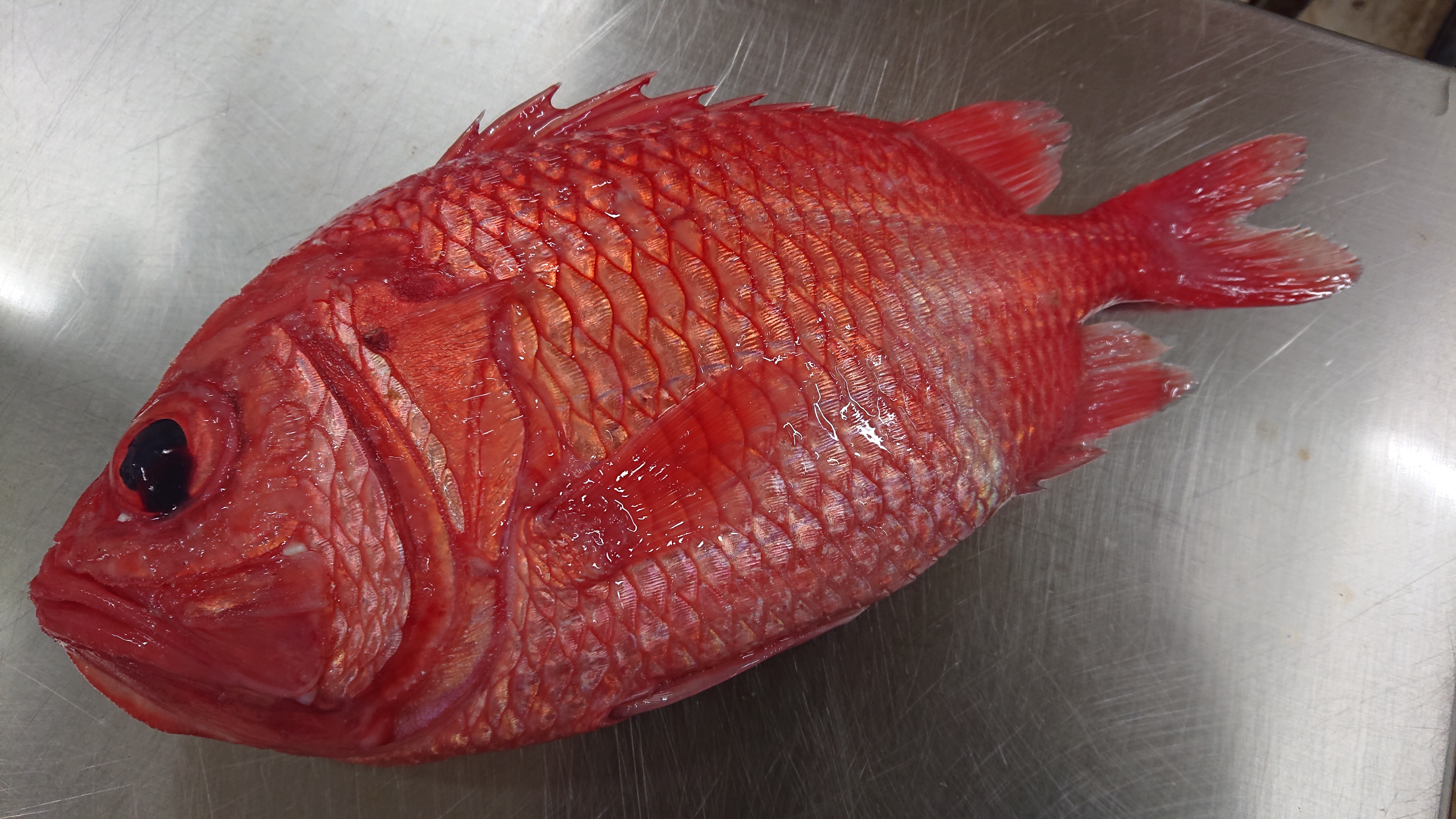 鮮度バッチリ エビスダイ9g 魚の直売所 Uonted ウオンテッド