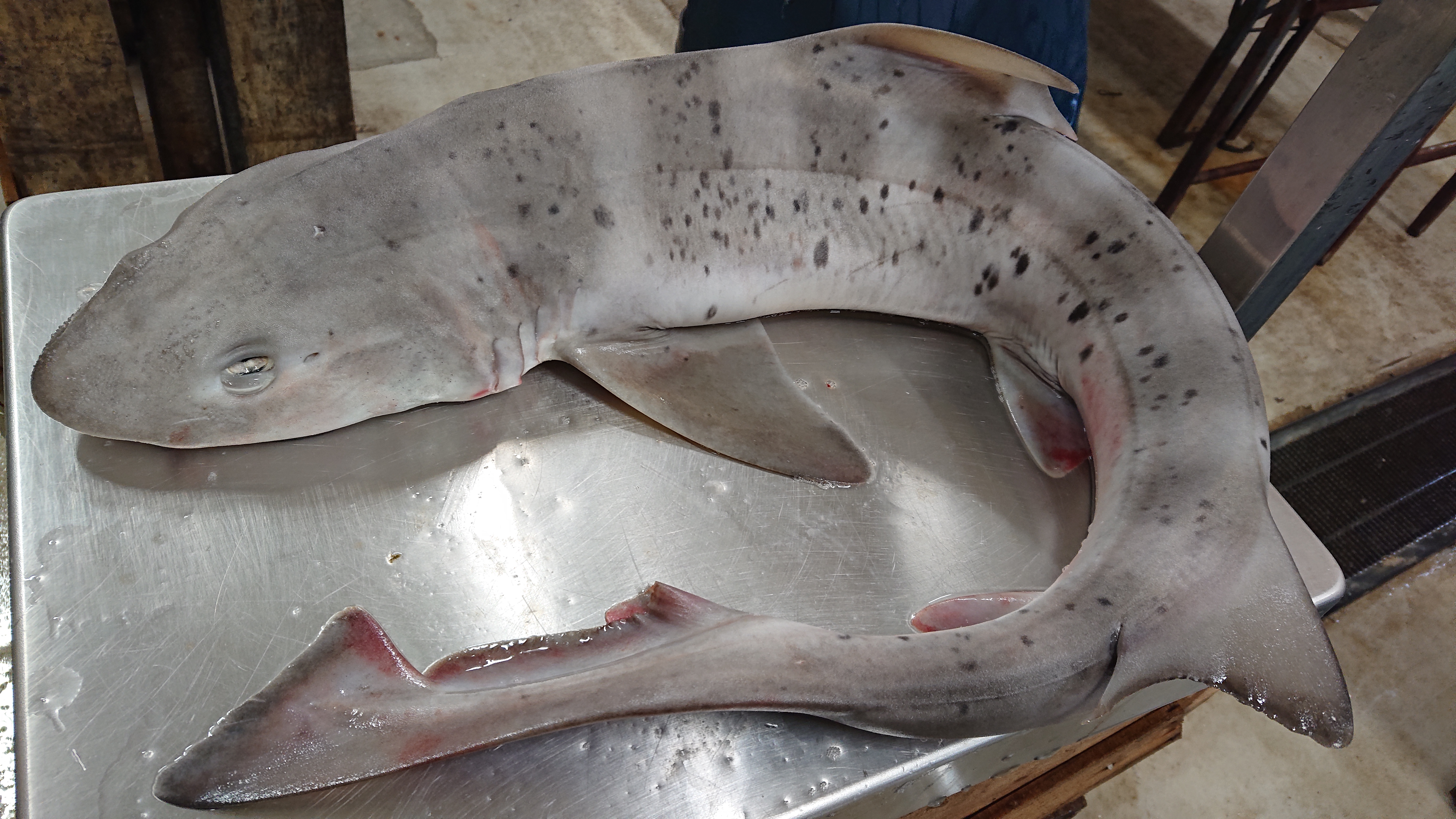 ドチザメ登場 5 35kg 魚の直売所 Uonted ウオンテッド