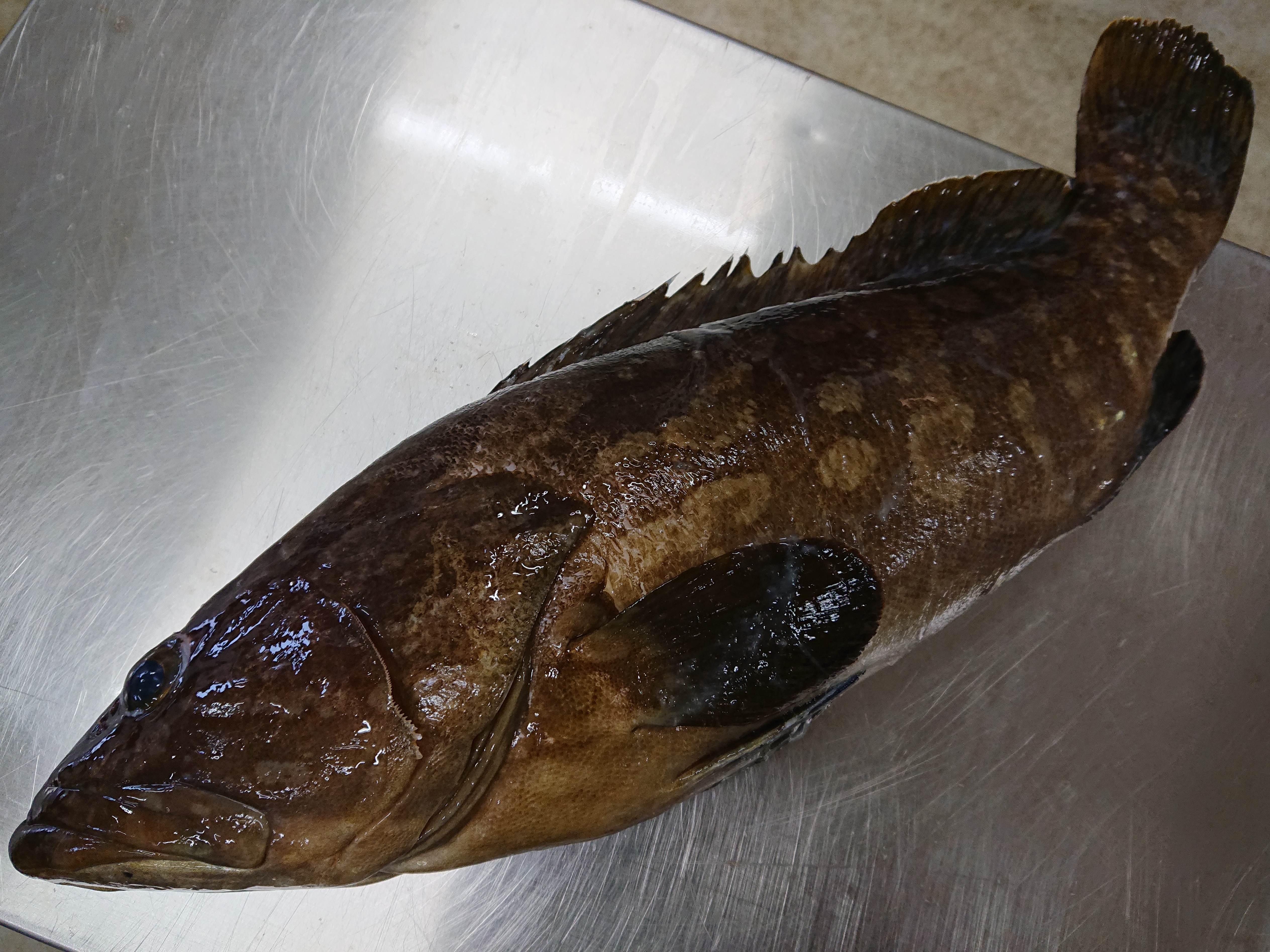 長崎と言えばクエ 鮮度抜群1 9kg 魚の直売所 Uonted ウオンテッド