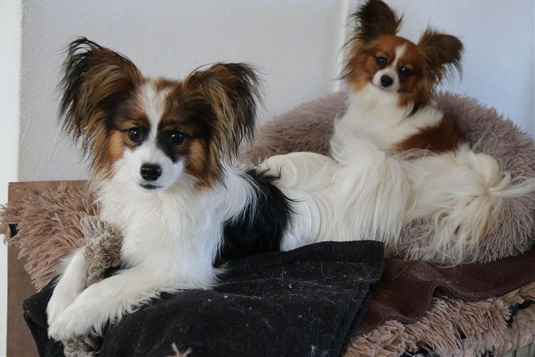 Epagneul Nain Continental