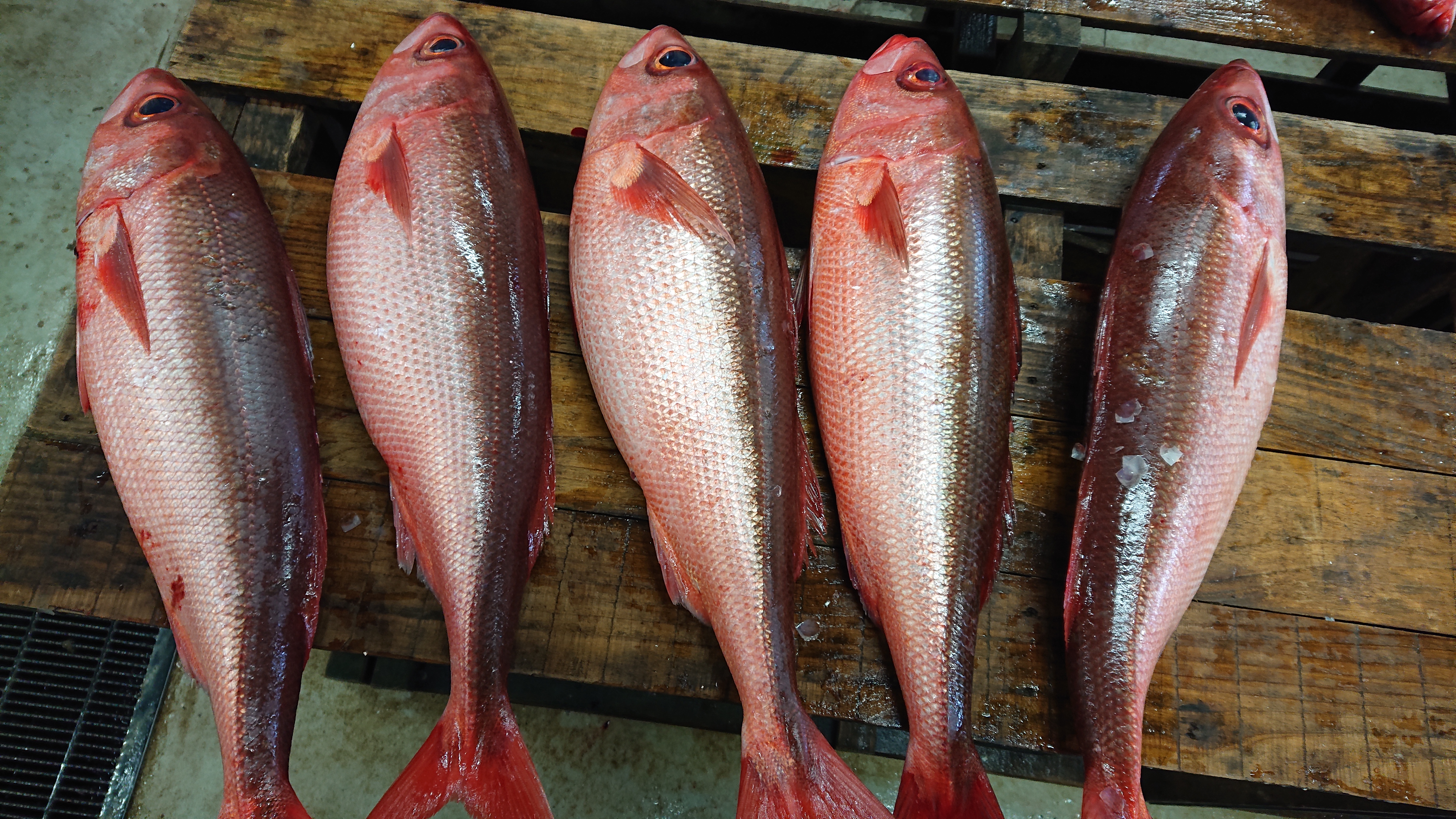 皮を炙って刺身で旨いっ ハチビキ 魚の直売所 Uonted ウオンテッド
