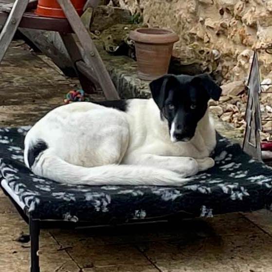 Dalmatia