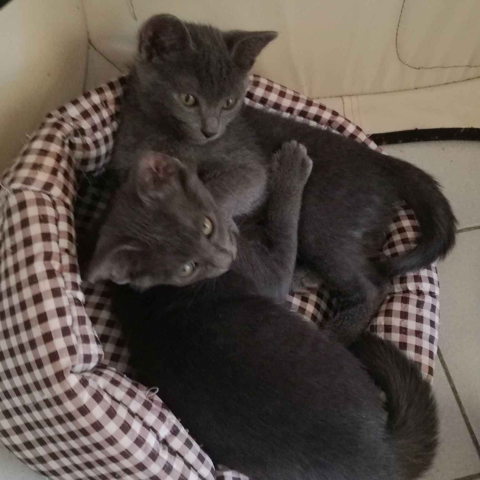 Lilas Et Gaia