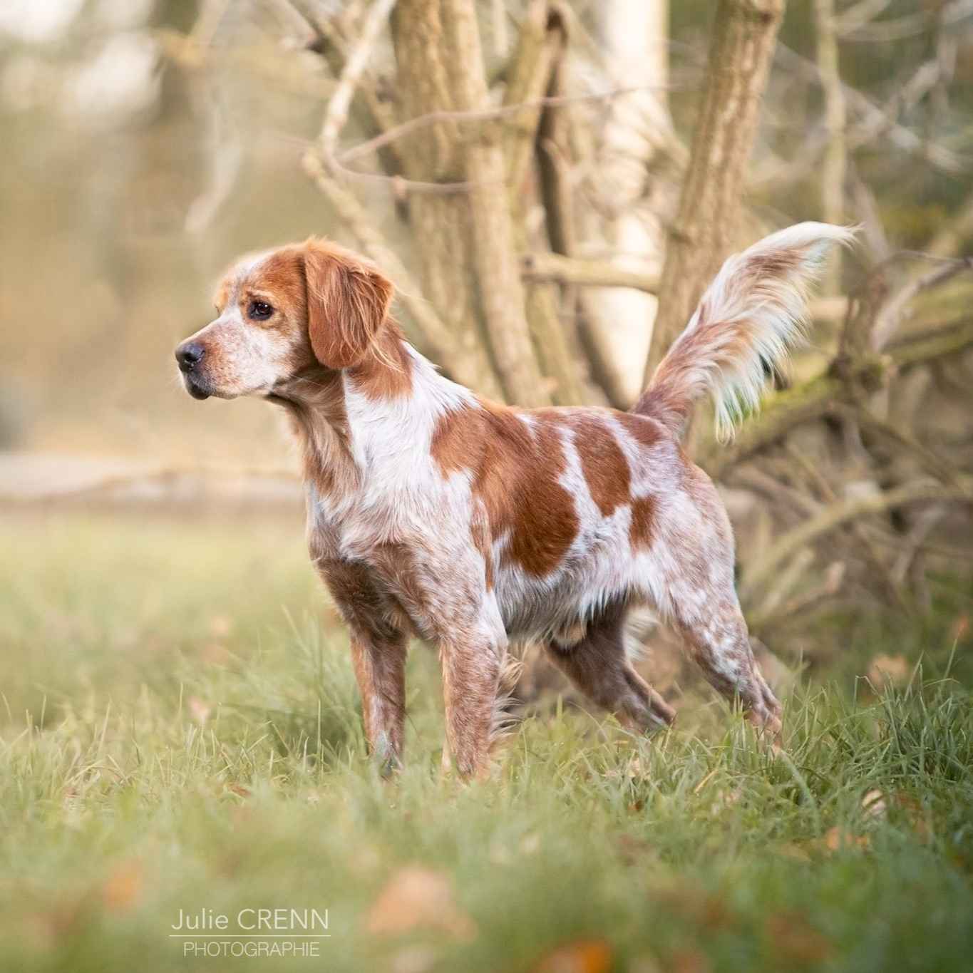 Race de chien : les différentes races de chien - Blog Ultra Premium Direct, image size:1365x1365