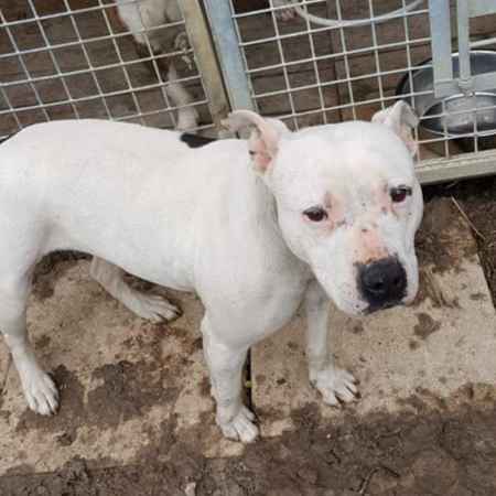 Tika — à adopter chez SOS Câline