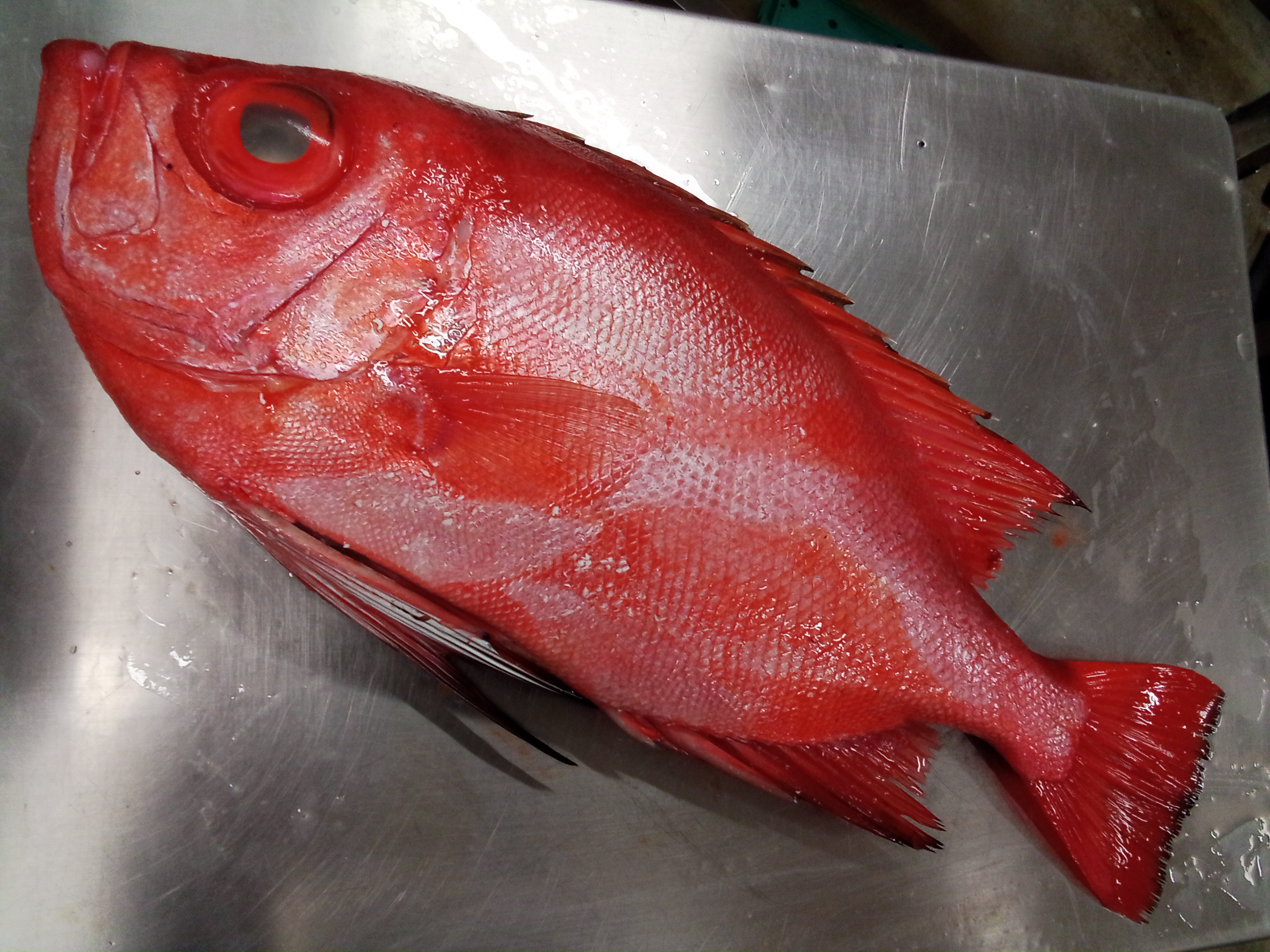 デカっ 安っ チカメキントキ 3 38k 魚の直売所 Uonted ウオンテッド デカっ 安っ チカメキントキ 3 38k 魚の直売所 Uonted ウオンテッド