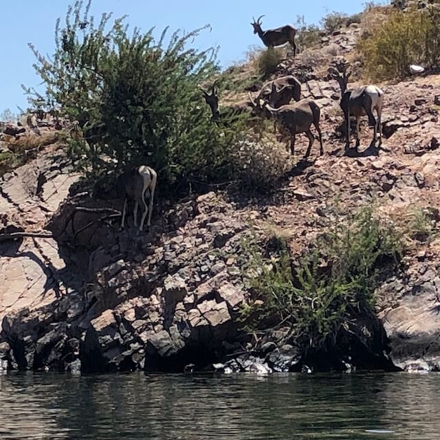 Willow Beach, Az photo 3