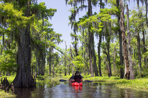 New Orleans Kayak Swamp Tours photo 3