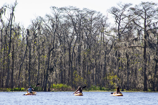 New Orleans Kayak Swamp Tours photo 4
