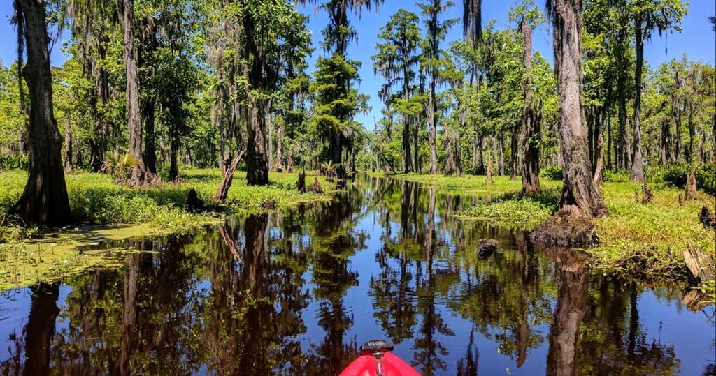 New Orleans Kayak Swamp Tours photo 6