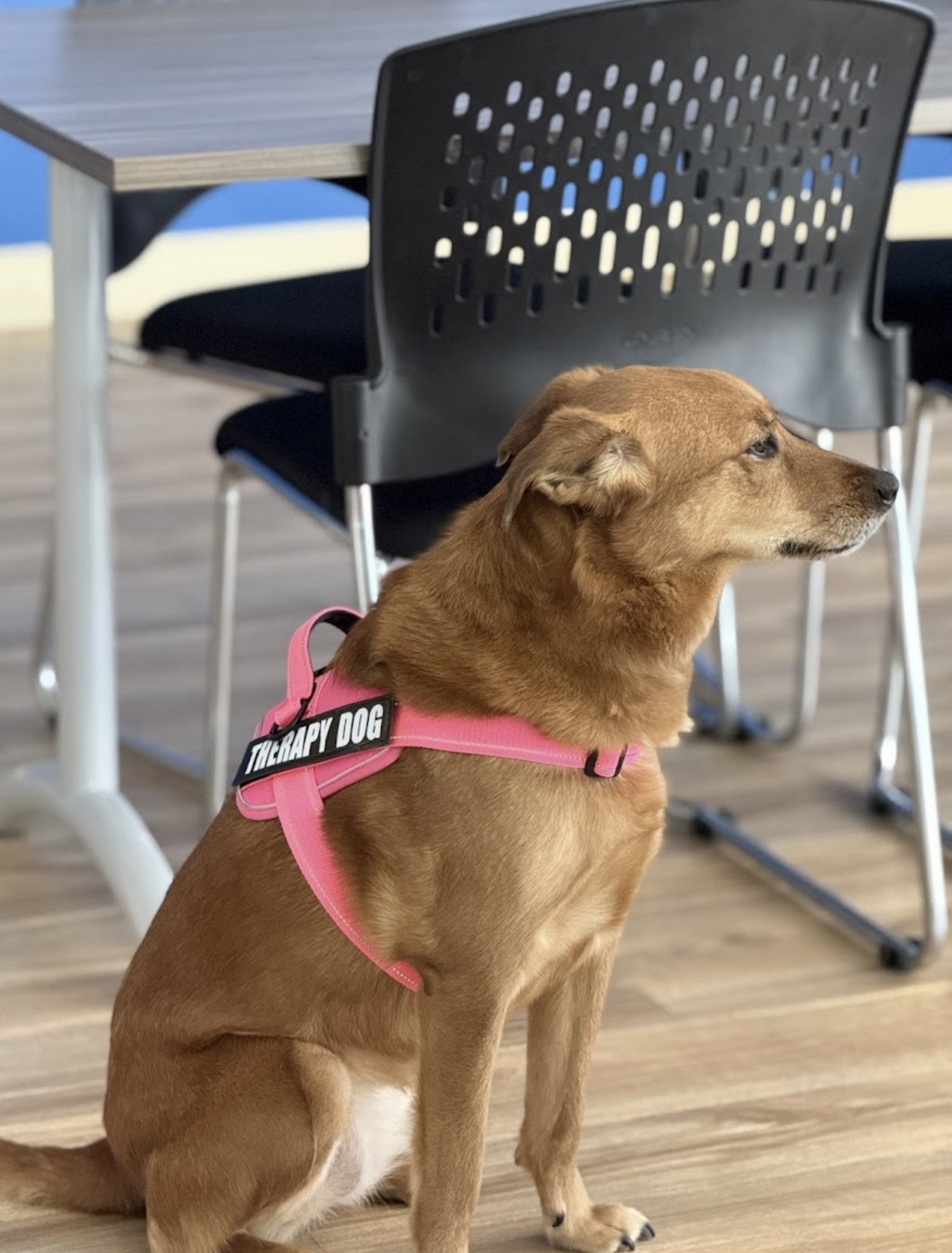 Hope's Destiny workplace 5