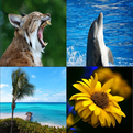 4 pics saying 1 word