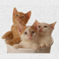 Picture Matching Game