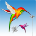 Colibri - innovative digital art form