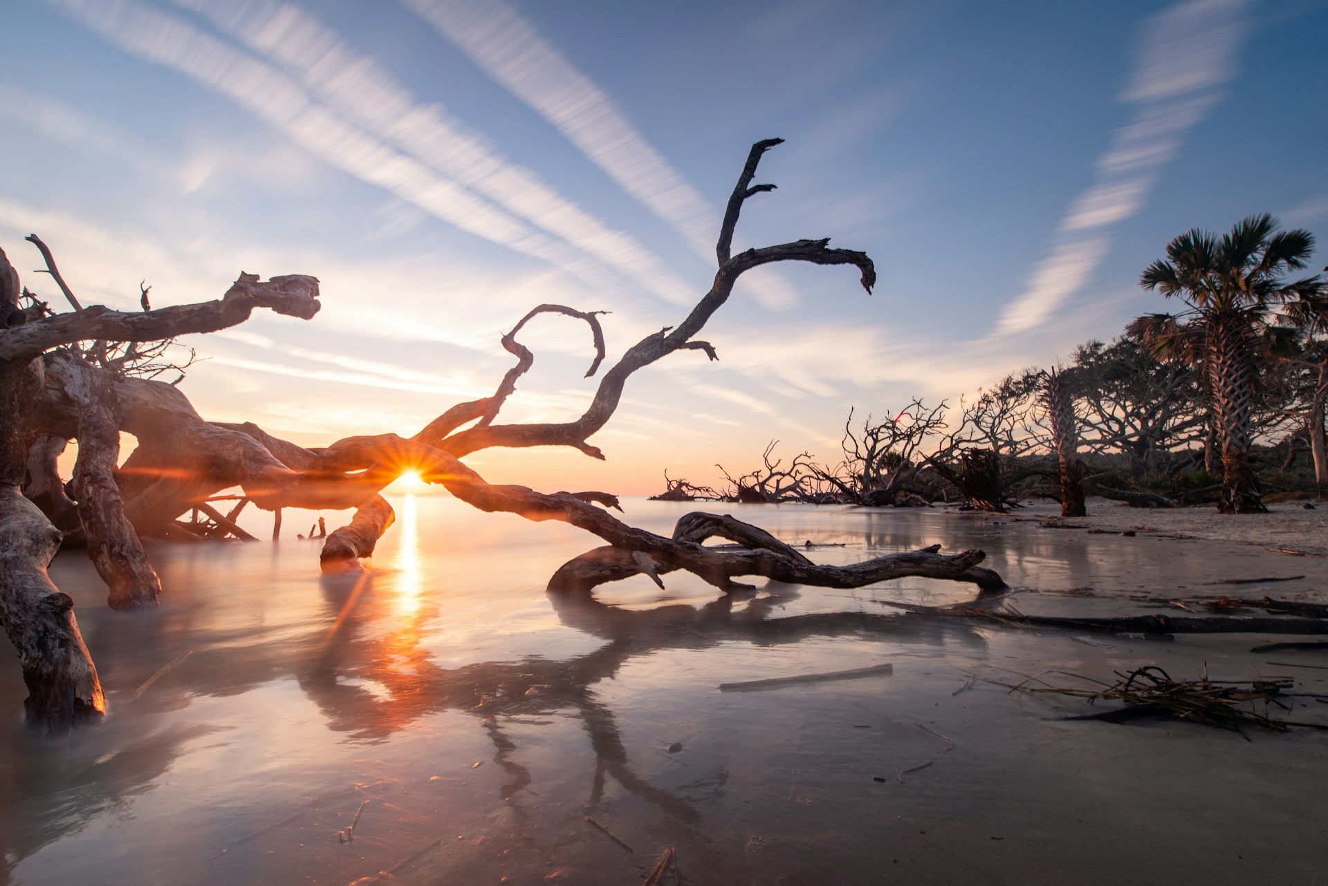 Driftwood on the beach in Jekyll Island