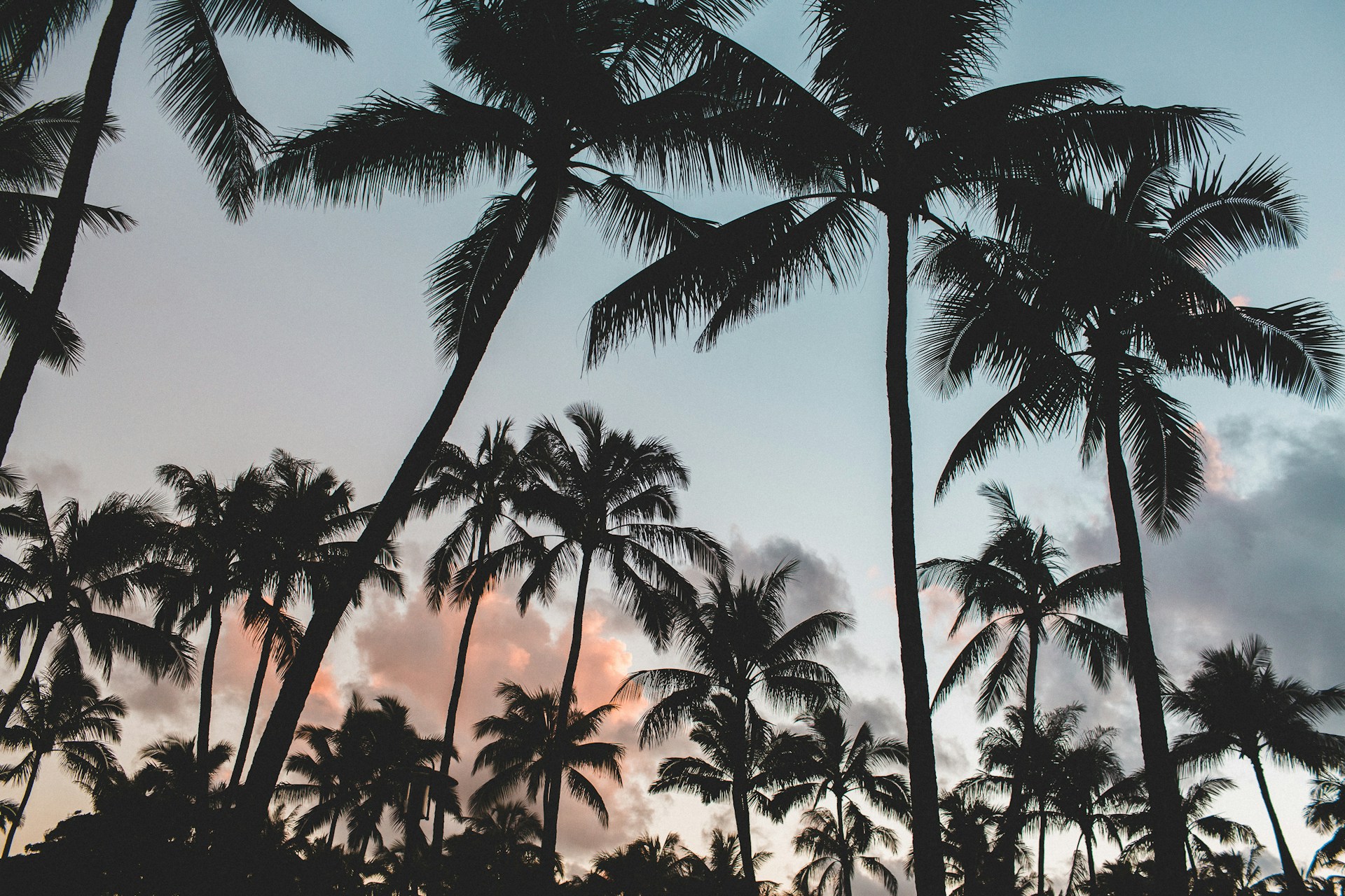 Palm trees during sunset